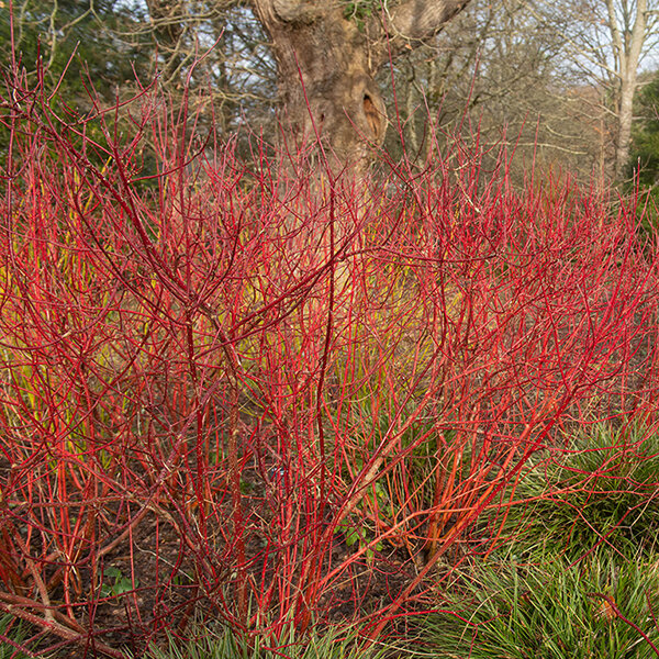 3253812_cornus_elegantissima_01