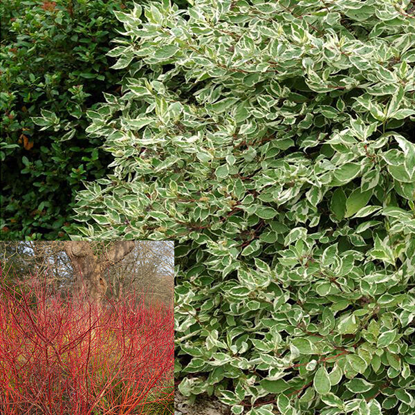 3253812_cornus_elegantissima_03