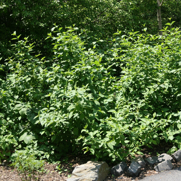 3253815_cornus_flaviramea_01