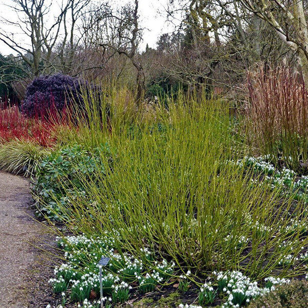 3253815_cornus_flaviramea_02