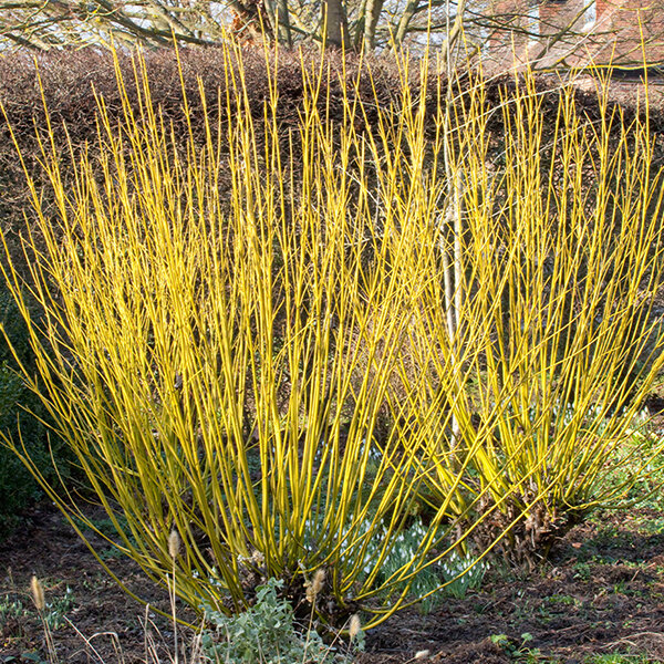 3253815_cornus_flaviramea_06