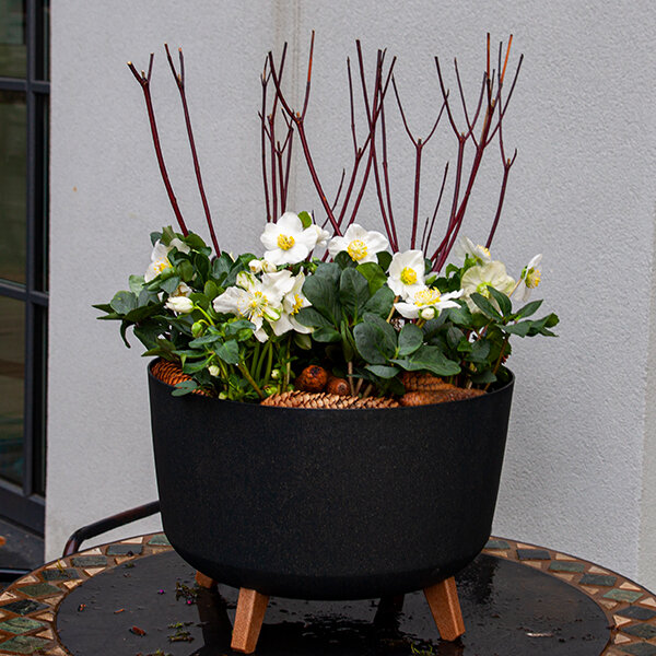 325381_cornus_kesselringii_03