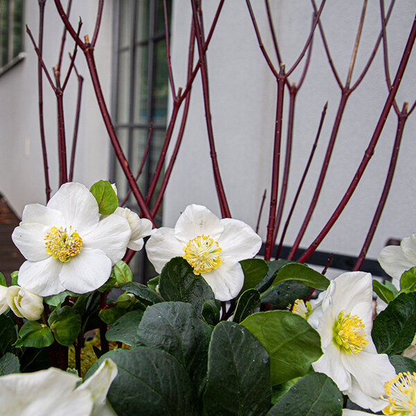 325381_cornus_kesselringii_04