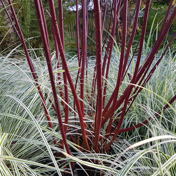 325381_cornus_kesselringii_05