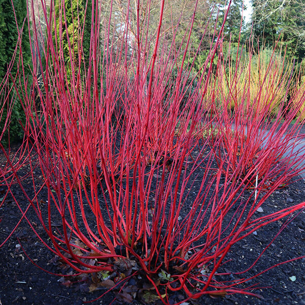 3253814_cornus_sibirica_01