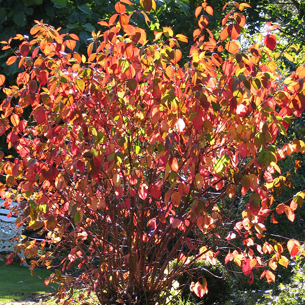 3253814_cornus_sibirica_02