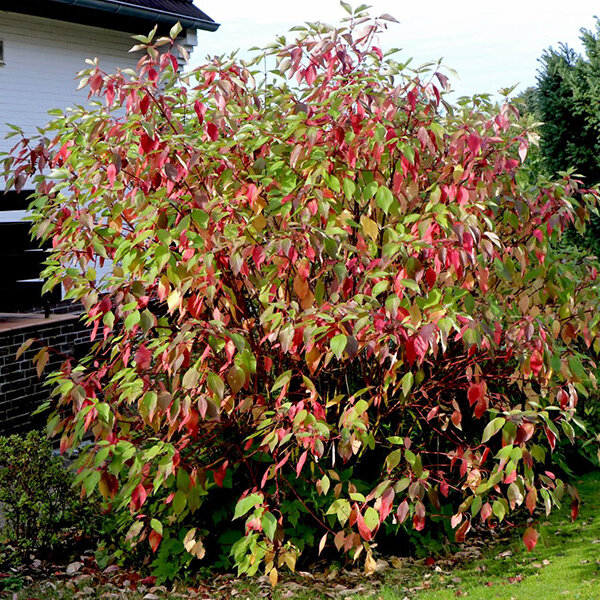 3253814_cornus_sibirica_03