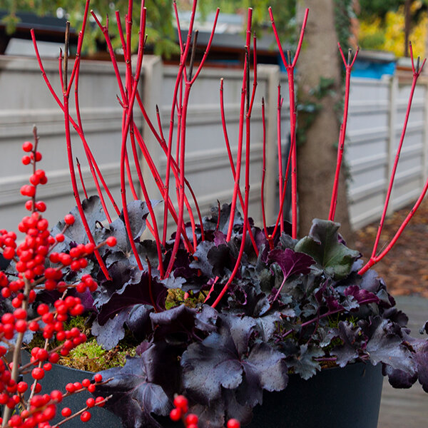 3253814_cornus_sibirica_05