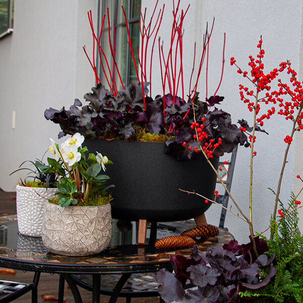 3253814_cornus_sibirica_06