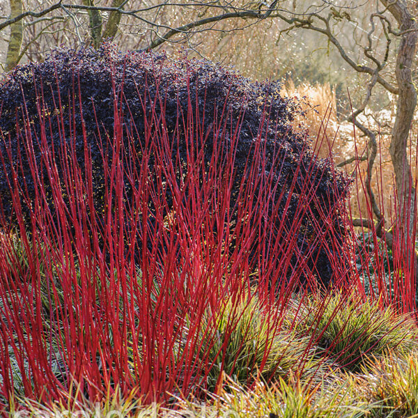 3253814_cornus_sibirica_07