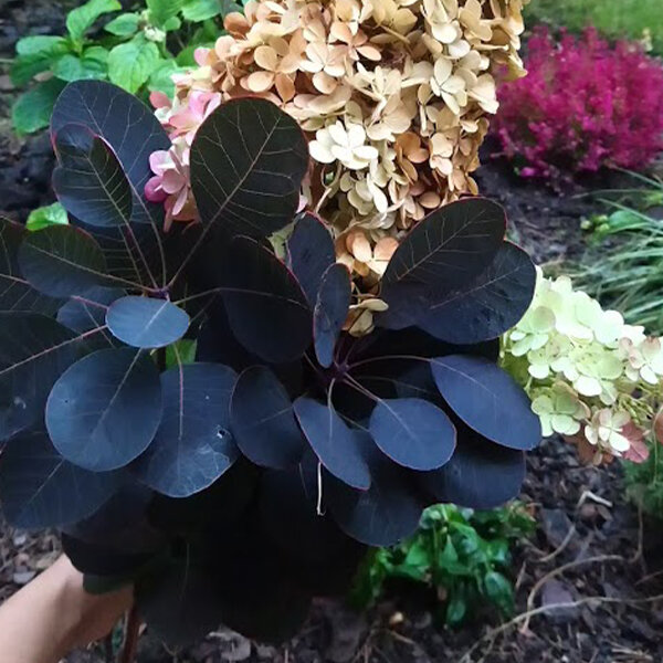 6252699_cotinus_royal_purple_02