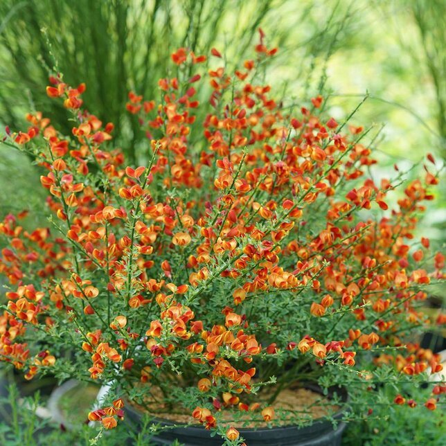 4251544_cytisus_lena_02