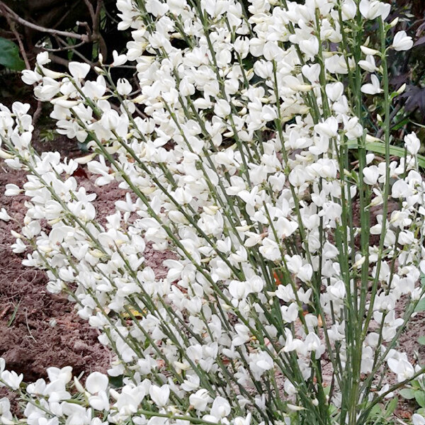 2233742_cytisus_white_lion_01