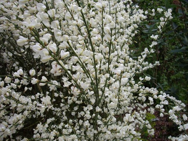 2233742_cytisus_white_lion_02