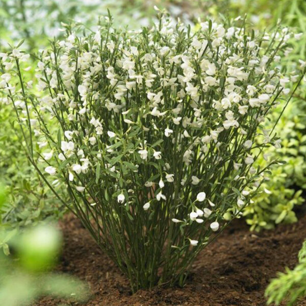 2233742_cytisus_white_lion_03