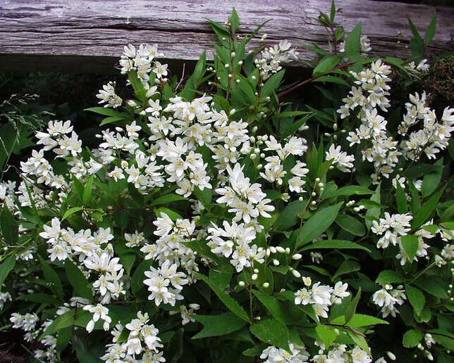 09201546_deutzia_nikko_04