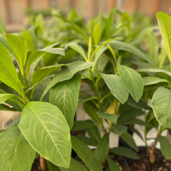 3254551_edgeworthia_honey_sunshine_01