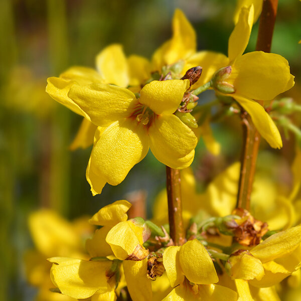 3244116_forsythia_week_end_01