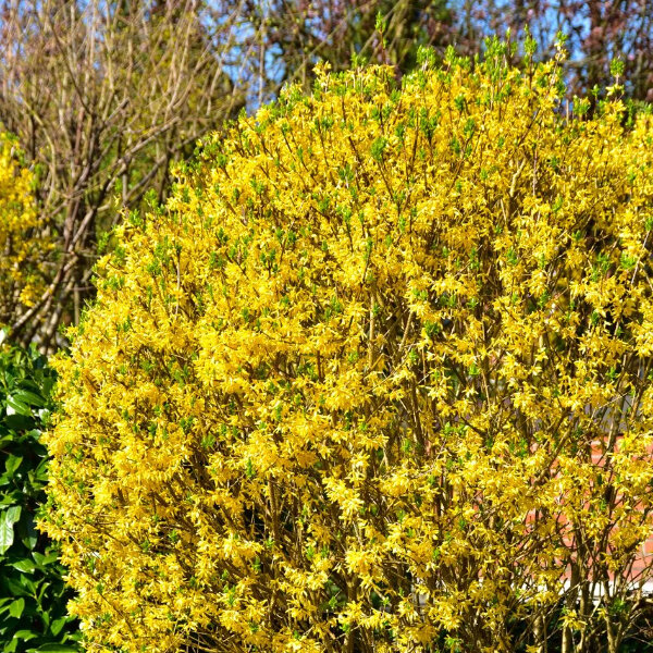 3244116_forsythia_week_end_02