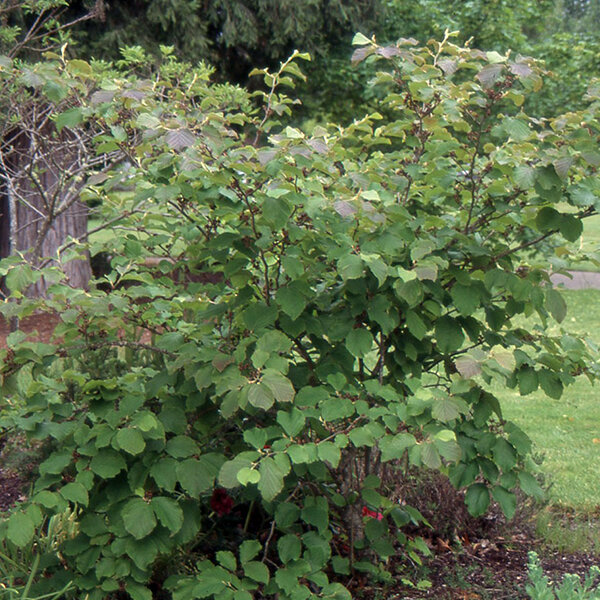 3233828_hamamelis_arnold_promise_02