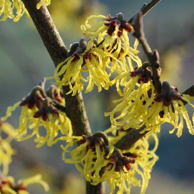 3233828_hamamelis_arnold_promise_04