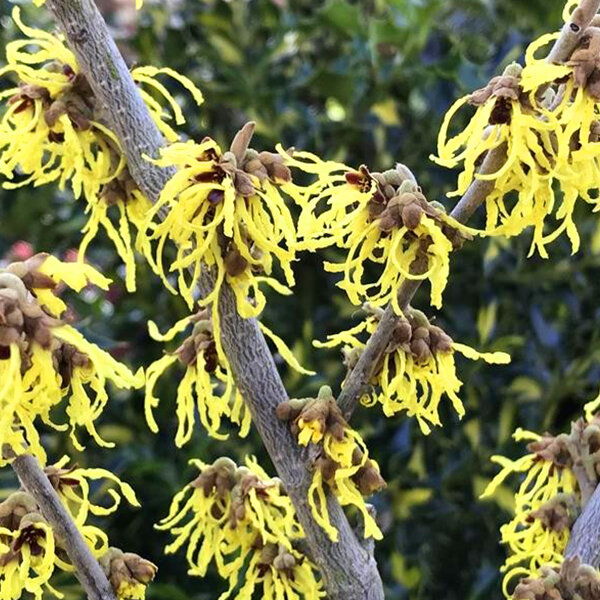 3233828_hamamelis_arnold_promise_05