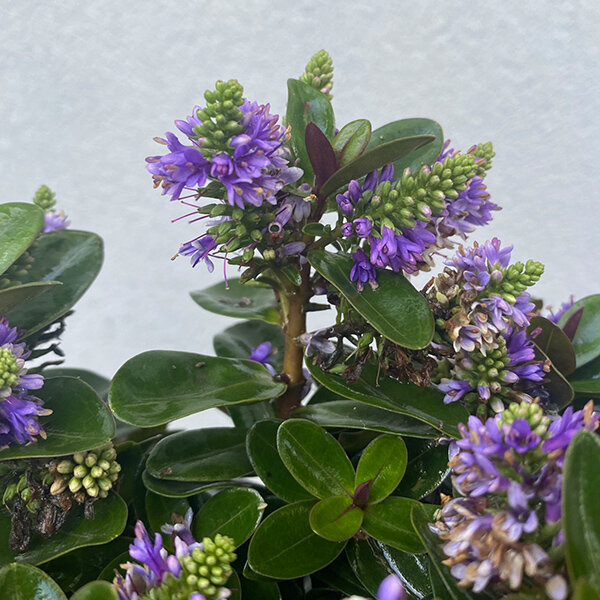 9244462_hebe_vinoa_purple_15l_02