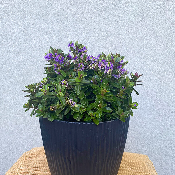 9244462_hebe_vinoa_purple_15l_03