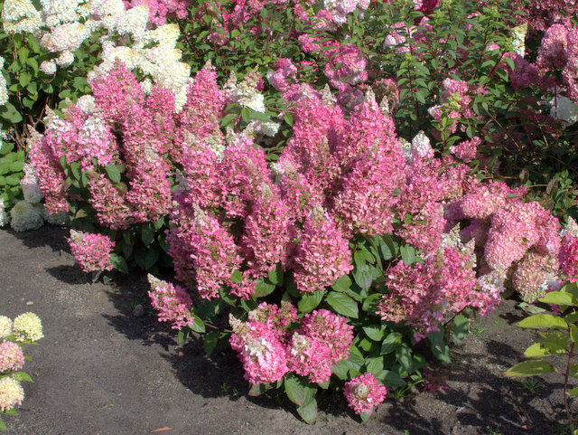 3241555_hydrangea_paniculata_candlelight_01