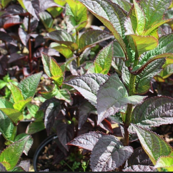 3253110_hydrangea_daredevil_02