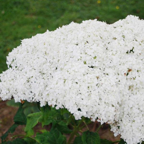 6253108_hydrangea_grandiflora_01