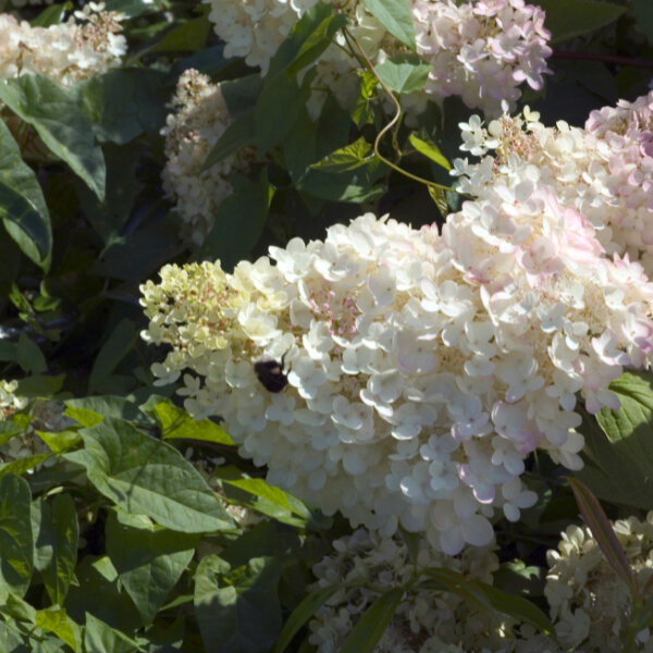 6253108_hydrangea_grandiflora_02