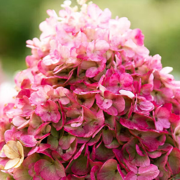 5254480_hydrangea_living_pinky_promise_r_01