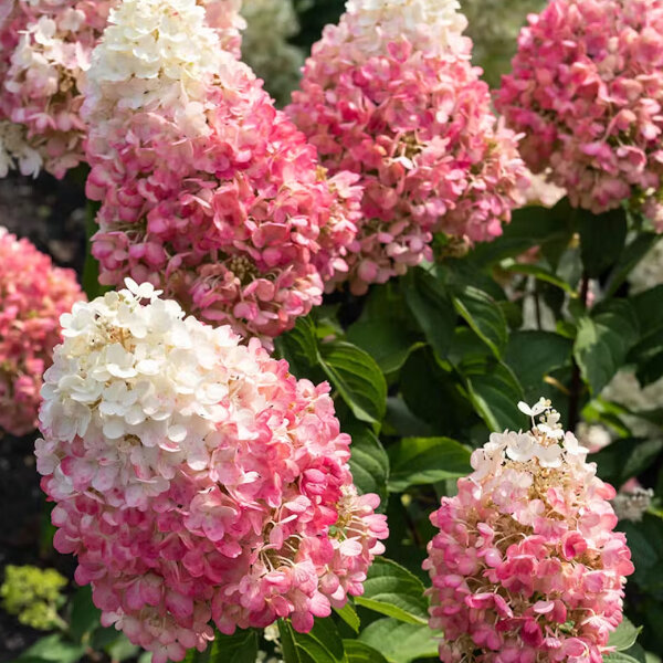 5254480_hydrangea_living_pinky_promise_r_03