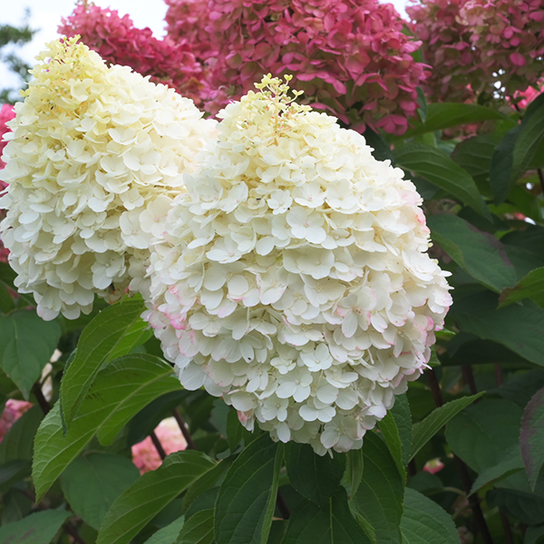 5254480_hydrangea_living_pinky_promise_r_05