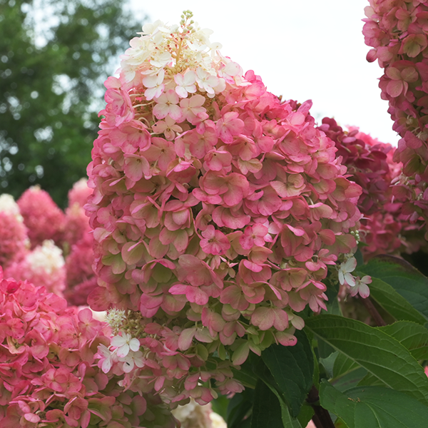 5254480_hydrangea_living_pinky_promise_r_06