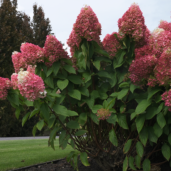 5254480_hydrangea_living_pinky_promise_r_07