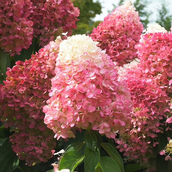 5254480_hydrangea_living_pinky_promise_r_08