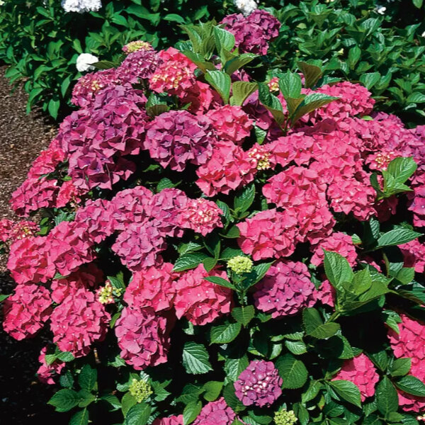 05202025_hydrangea_m