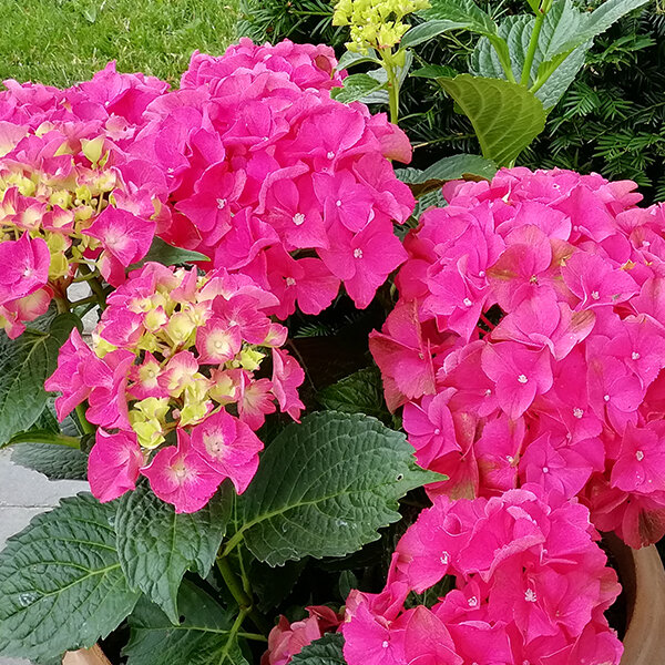 05202025_hydrangea_m_2