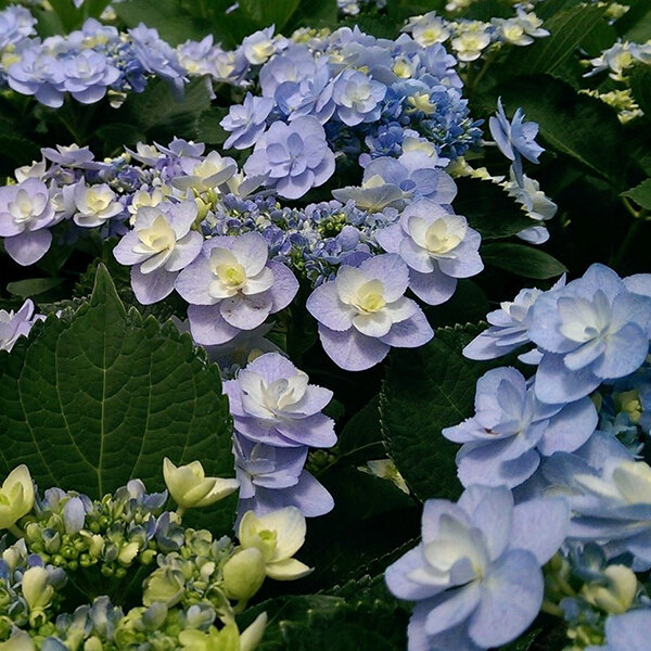 3212706_hydrangea_m_2