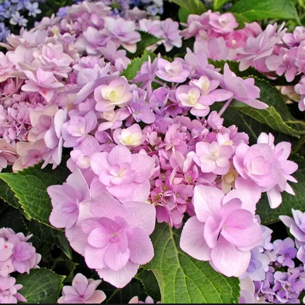 3233834_hydrangea_macrophylla_youme_forever_pink_01