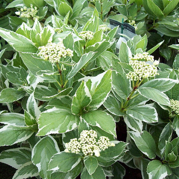 3233874_hydrangea_m_2