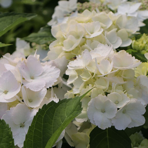 05202029_hydrangea_m._madame_e