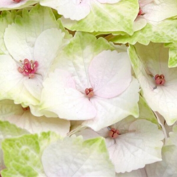 3244182_hydrangea_m_2