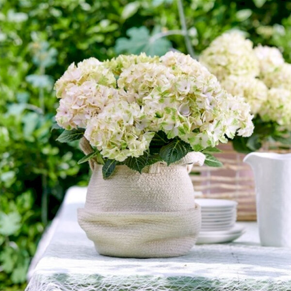 3244182_hydrangea_m_3