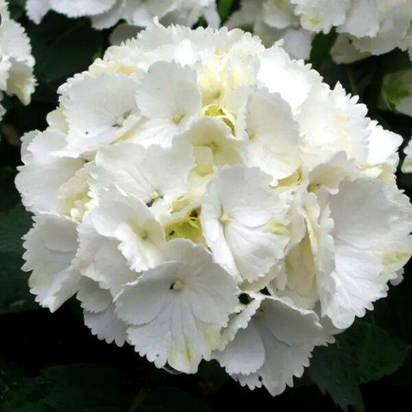 3212709_hydrangea_m