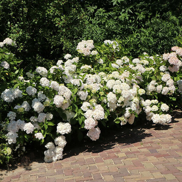 3212709_hydrangea_m_2