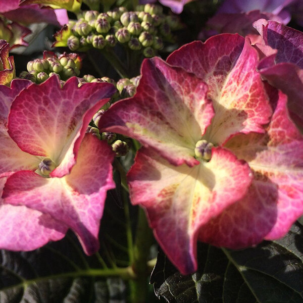 3253871_hydrangea_m