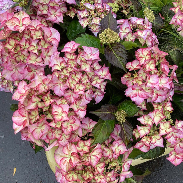 3253871_hydrangea_m_2